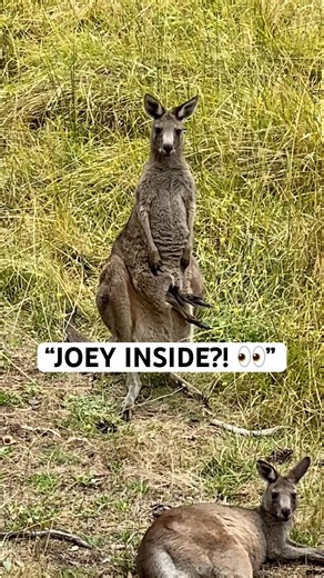 3 Kangaroo Joey Moments… The Last One Is Worth It 🦘 #australia #wildlife #kangaroo