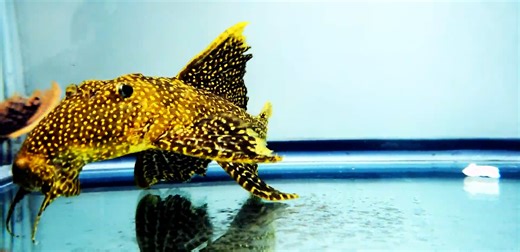 LDA105 Typhoon Pleco/Fire Spot Cactus Pleco - (Pseudacanthicus sp.)