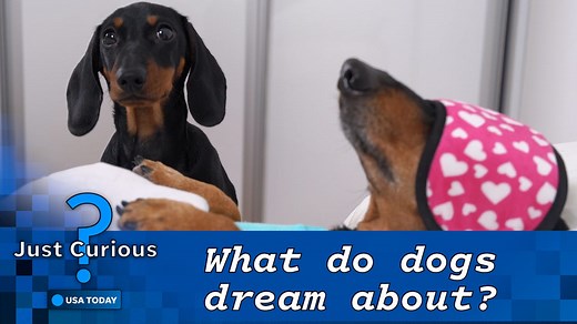 Do dogs have nightmares? What to know about your pet's dreams.