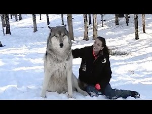 WOLF APPROACHES WOMAN IN THE WOODS AND SITS DOWN BUT WATCH HIS NEXT MOVE
