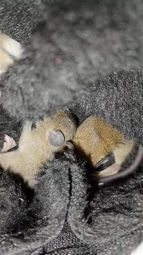 夜10時の救出劇！😭 3つの小さな命を救う ❤️ | 保護ミッション