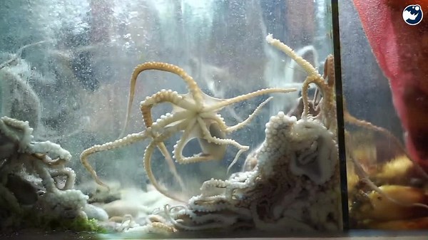 7 Animals That Use Tools to Solve Problems