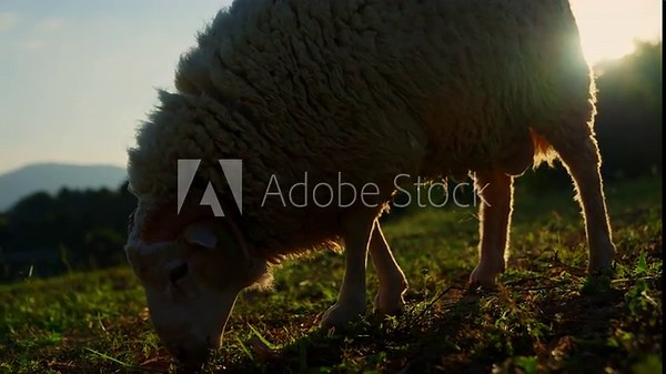 Sheep with thick wool eats grass on lawn, close-up. Sergeant of sheep eat grass in pasture, farm on mountains In the evening the sun was setting, there were orange lights sunshine and dark shadows.