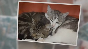 How to use Hibiscrub on cats? How to Safely Use It