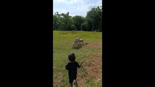 kambing mbeek mbeek mbeek🦙🐐🐏🐑 #suarahewan #kambing #mbek #wedus #domba #laguviral #anak #pengembala #fyp #bayi #bayikambing