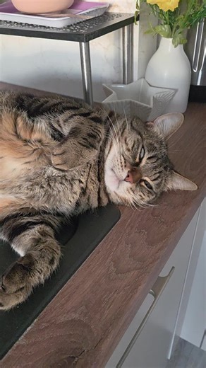 mon Lucifer #chatquipose #cat #chat #lucifer #beauté