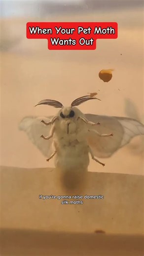 Jackie/Silkmoth Mom on Instagram: "who could turn that face down #moths #silkmoths #mypet #cutepets #creatorsearchinsights"