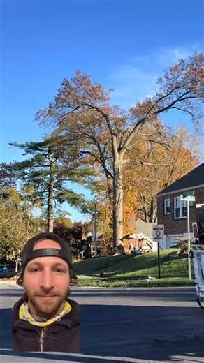 Chase | Arborist • Tree Care on Instagram: "Red Flags: 1.) No hard hats 2.) No chainsaw protective chaps 3.) 1 person should be in drop zone not 3(1.5x the height of tree) 4.) Skid steer should not be in drop zone 5.) Should not pull rope with a truck. Hard to judge tension 6.) “Bull” rope (1” or 3/4” in diameter) was probably old and failed due to cycles to failure 7.) Too large of a tree to fell in that location 8.) Too much biomass on the back side of the tree Result: 1.) Totaled skid steer a
