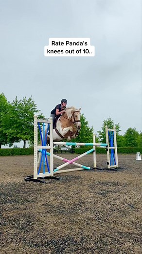 Beautiful Palomino Paint Horses in Equestrian Show Jumping