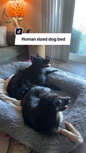 Yes my dogs are spoiled so they get a huge dog bed! #dogowners #dogownersoftiktok #dogsoftiktok #humansizedogbed #viralontiktokshop