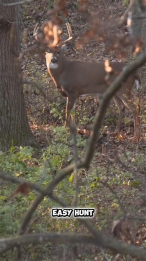 Stealth Hunt in the Wild | Hunter Targets a Massive Deer #huntingsimulation #ultimatehunting