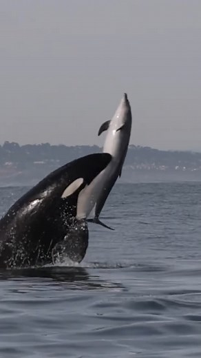 La Puissance Insolente de l'Orque #animals #animaux #OMG #nature #ocean | Virgule Animale