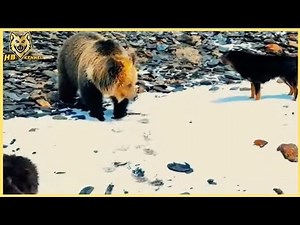 How Guard Dog Prevents Bear Attacks