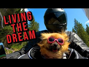 An Introduction to the Motör-Dogz - Dogs on Motorcycles/Motorbikes #pomeranian #motordogz #doglife