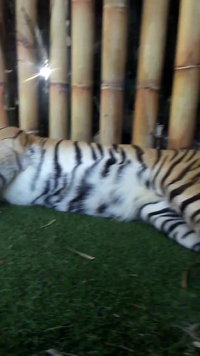 3 comments | Tiger PopUp Window | Fishx Fishx | Facebook