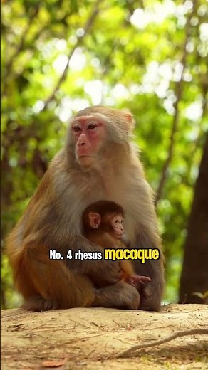 Top 5 Most Dangerous Monkeys You Should NEVER Mess With! #shorts