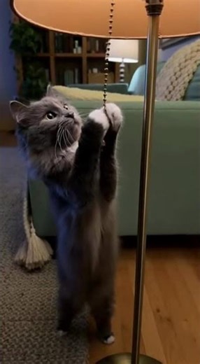 A Gray Cat Reaches High to Pull a Dangling String