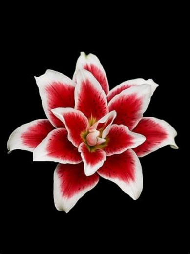 Ava Max - Into Your Arms Lyrics