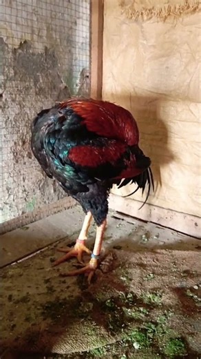 Big Java Aseel Murga 🤯🥰 #shorts #viral #trending