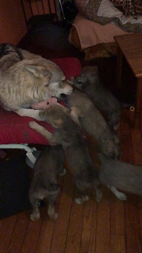 Playful Puppies and Adult Wolf Interaction in Cozy Setting