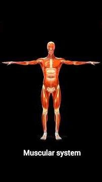 human muscular system 3d animation formation #physics #education