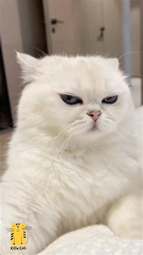 Funny Cat & Cute Kittens852😻 #shorts #kucing #kucinglucu #funny #pet #cat #foryou #viral #viralvideo