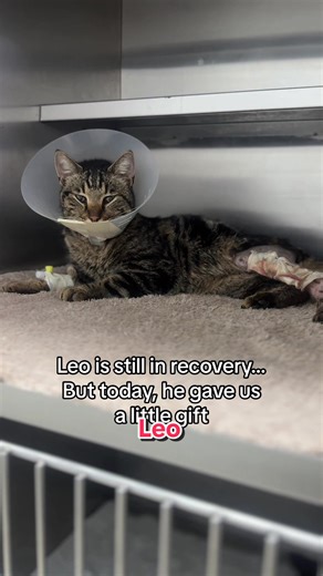 Our brave boy Leo is still in the clinic, recovering after surgery. His leg is bandaged, he’s on IV fluids, and his body is slowly healing. But today, he gave us a beautiful sign of hope. He started making biscuits. That small, gentle motion told us that he’s beginning to feel safe. Leo still has a long road ahead. But moments like this give us the strength to keep going - and remind us why every life is worth fighting for.