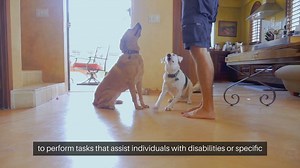 Training Service Dogs