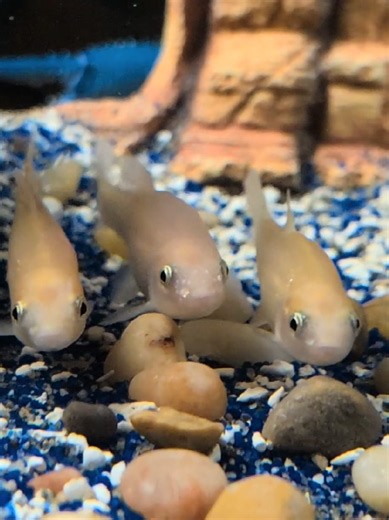 Rosy red minnows, freshwater aquarium fish 🎶😎😎🤘🐟🐟 #funny #fish #fishtok #petsoftiktok #fishtank
