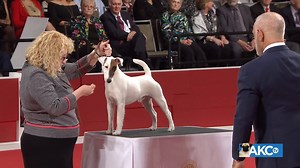 These cleverly made hunters are strong and sturdy, but never coarse and clunky. Short-backed and symmetrical, they move with the unwavering grace of a pendulum clock. Meet the Smooth Fox Terrier! | AKCtv