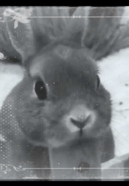 #bunny #aesthetic #fyp #cute #viral