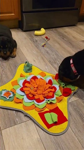Snuffle Mat Enrichment for Rottweiler Puppies 🐾☺️ | Pearce Rottweilers