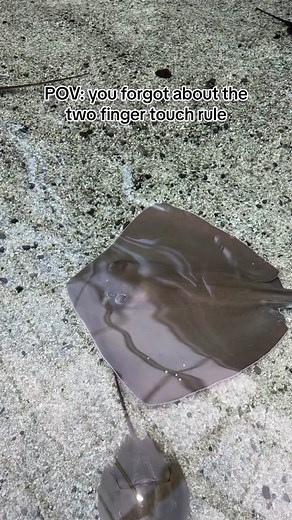 Stingray 101: Understanding These Cartilaginous Creatures