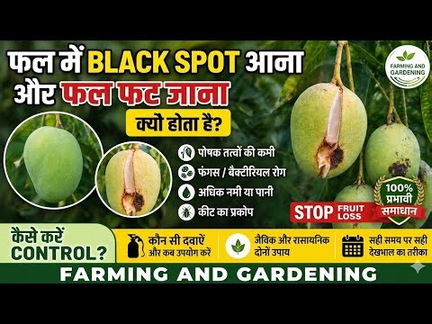 Malda Mango me Fruit Cracking 😱 Aam ka fal kyu fat raha hai? Full Solution 🥭