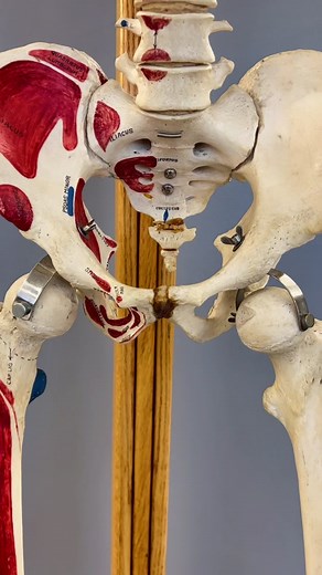 Exploring Human Anatomy in Science Class