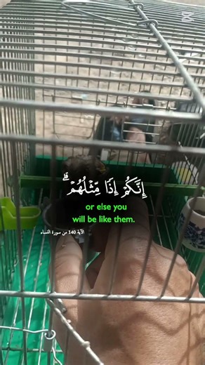 #اكسبلور #jilgueros #birds #دويتو #راحة_نفسية #youtubeshorts #viral