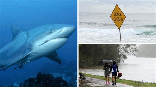 Shark expert weighs in on unprecedented attacks in Sydney