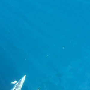 123K views · 4K reactions | This footage just gets better as it goes....