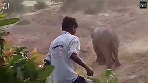 Elephant tramples man to death after being 'pelted with stones' helping newborn