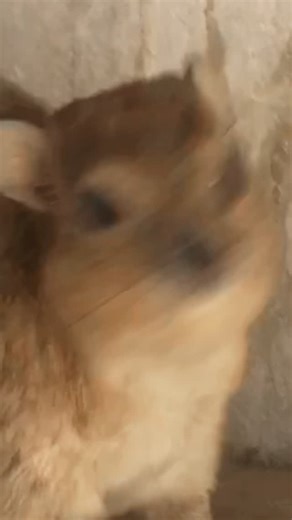 Michael kuroda on Instagram: "The 2020s giving rise to the angry vampire rat for a good reason. (He screams what we’re all thinking) Hyrax a part of a sequence filmed when this particular bush hyrax was still getting used to understanding humans and food. He is a lot more chill now, but I have to pull from the archives to get his embarrassing awawa clips like parents with baby videos or smth. #hyrax #wawa #awawa #capybara #quokka"