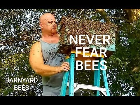 How To Conquer Your Fear Of Bees