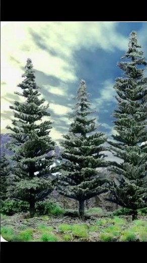 Johnny Horton - Whispering Pines #johnnyHorton #pinetress #traditionalcountry #nostalgia