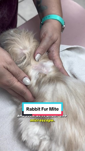 This rabbit came in for hair loss and crusty skin between the shoulder blades. Although this rabbit didn't seem to be pruritic, or itchy, I was still suspicious of mites. We used tape to get a sample of the
