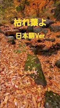 枯れ葉よ(岸洋子)日本語Ver2024 まだまだ美しい初冬風景 #music #song #枯葉 #枯葉よ #osaka #winter #癒し #紅葉 #山田池公園 枚方市 大阪府