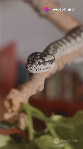 How Snakes Move: The Secret Behind Their Slithering!