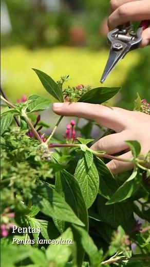 How to Prune Pentas, Lantana & Verbena for All-Summer Blooms