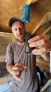 249K views · 3.1K reactions | Does the dangling method work?  #hen #method #chicks #dangling | White House on the Hill | Facebook