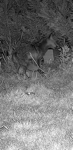 Foxi plündert Igelfutter