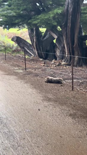 Adorable Wombat Running in Tasmania