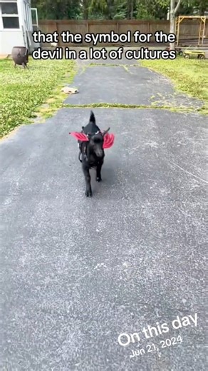 This post will always be one of my favorites😆 Nigerian dwarf goats…super mischievous but def not evil🤣 #onthisday #minigoats #pets #funnypets #goats #nigeriandwarfgoats #babygoats | Skeletons on Kerth Road